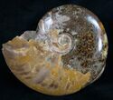 Double Cleoniceras Ammonite Specimen - #10155-4